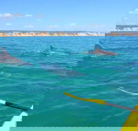 Half-Day Kayak with Dolphins and 4WD Beach Drive from Rainbow Beach - eAccommodation