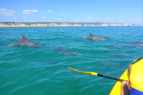 Half-Day Kayak With Dolphins And 4WD Beach Drive From Rainbow Beach - eAccommodation 0