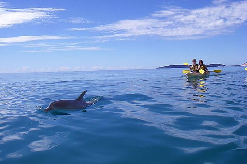 Half-Day Kayak With Dolphins And 4WD Beach Drive From Rainbow Beach - eAccommodation 9