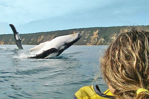 Half-Day Kayak With Dolphins And 4WD Beach Drive From Rainbow Beach - eAccommodation 7