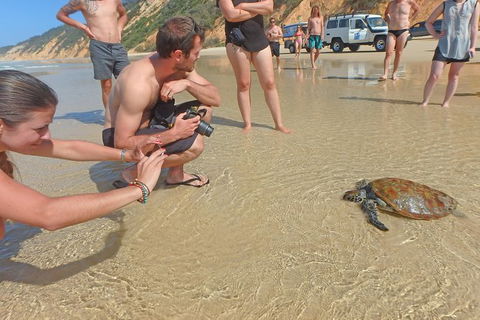 Half-Day Kayak With Dolphins And 4WD Beach Drive From Rainbow Beach - eAccommodation 11