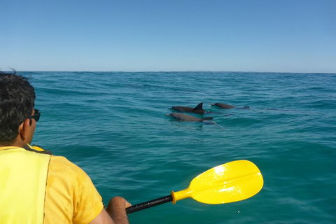 Half-Day Kayak With Dolphins And 4WD Beach Drive From Rainbow Beach - eAccommodation 6