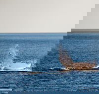 Whale Watching Ocean Tour - eAccommodation