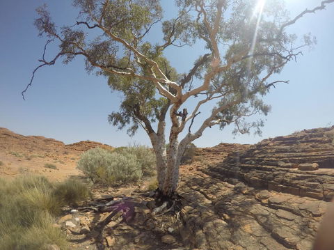 Kings Canyon Day Trip From Ayers Rock - eAccommodation 3