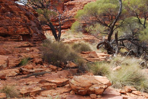 Kings Canyon Day Trip From Ayers Rock - eAccommodation 24