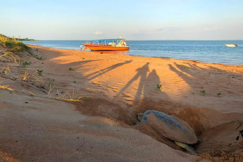 Turtle Tracks Tour To Bare Sand Island From Darwin - eAccommodation 4