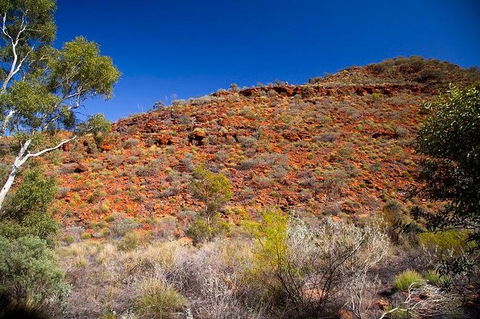 Palm Valley 4WD Tour From Alice Springs - eAccommodation 7