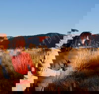Uluru Sunrise and Kata Tjuta Half Day Trip - eAccommodation