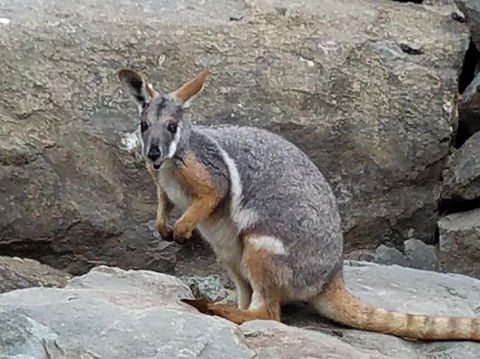 All Inclusive Blue Mountains Small-Group Day Trip From Sydney - eAccommodation 4