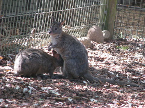 All Inclusive Blue Mountains Small-Group Day Trip From Sydney - eAccommodation 19