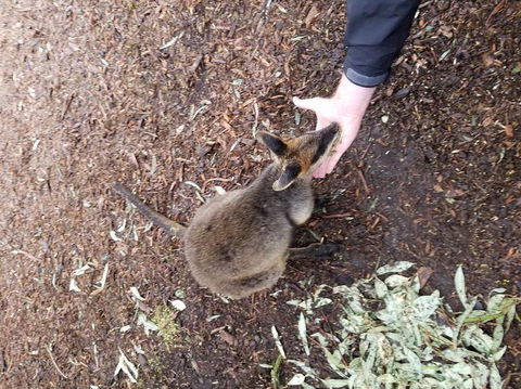 All Inclusive Blue Mountains Small-Group Day Trip From Sydney - eAccommodation 21