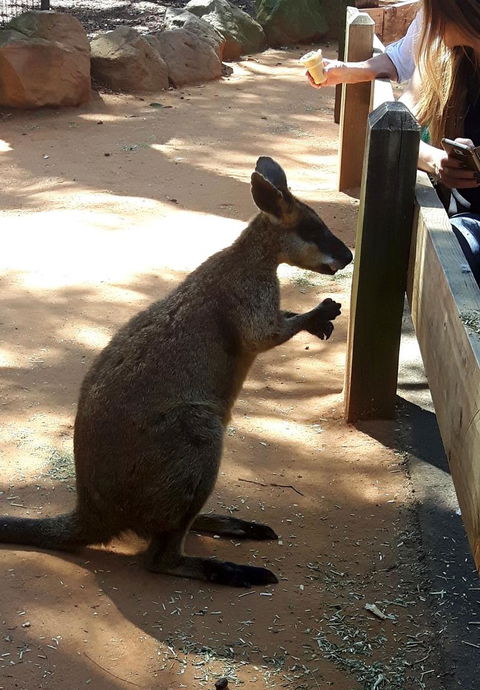 All Inclusive Blue Mountains Small-Group Day Trip From Sydney - eAccommodation 25