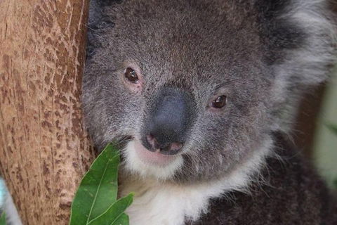 All Inclusive Blue Mountains Small-Group Day Trip From Sydney - eAccommodation 28