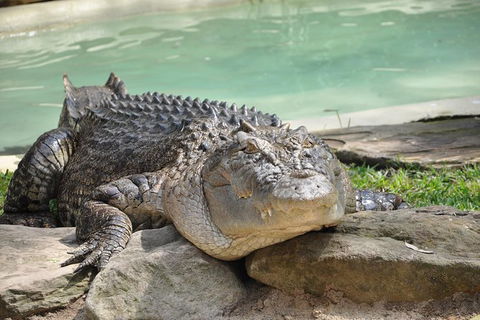 All-Inclusive Blue Mountains Tour In A Luxury Mercedes Sprinter - eAccommodation 14