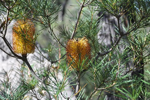 All-Inclusive Blue Mountains Tour In A Luxury Mercedes Sprinter - eAccommodation 12