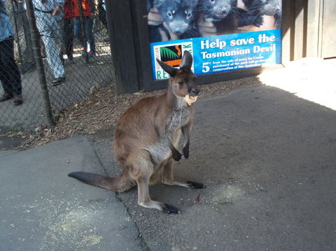 Port Stephens Day Tour With Dolphin Watching, Sandboarding & Australian Wildlife - eAccommodation 5
