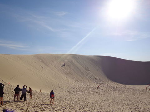 Port Stephens Day Tour With Dolphin Watching, Sandboarding & Australian Wildlife - eAccommodation 21