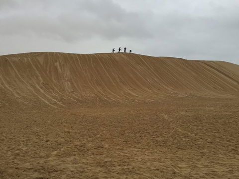 Port Stephens Day Tour With Dolphin Watching, Sandboarding & Australian Wildlife - eAccommodation 13