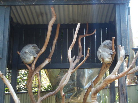 Port Stephens Day Tour With Dolphin Watching, Sandboarding & Australian Wildlife - eAccommodation 6