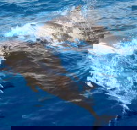 Port Stephens Day Tour From Sydney Including 4WD Sandboarding and Dolphins - eAccommodation