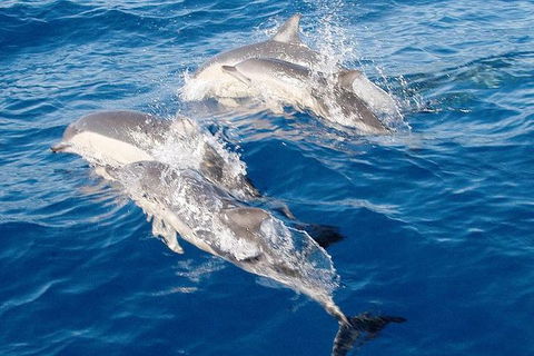 Port Stephens Day Tour From Sydney Including 4WD, Sandboarding And Dolphins - eAccommodation 0