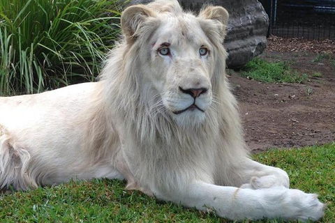 Private Shoalhaven Zoo Experience From Sydney - eAccommodation 1