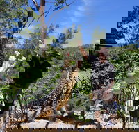 Private Shoalhaven Zoo Experience from Sydney - eAccommodation