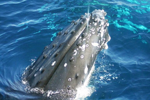 Whale Watching Jervis Bay - eAccommodation 3