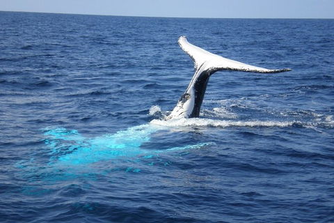 Whale Watching Jervis Bay - eAccommodation 7