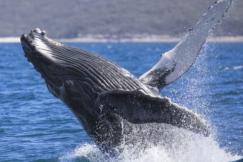 Whale Watching Jervis Bay - eAccommodation 2