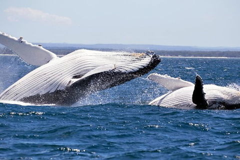 Whale Watching Jervis Bay - eAccommodation 4