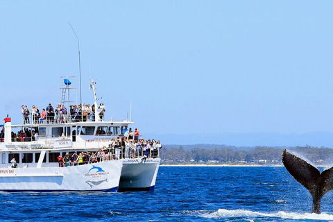 Whale Watching Jervis Bay - eAccommodation 6