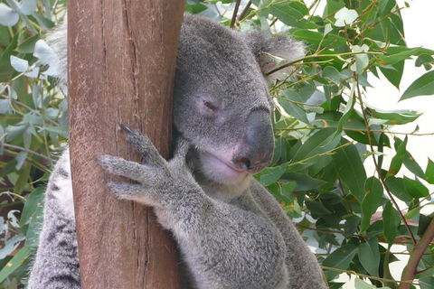 Private Guided Tour From Sydney To Blue Mountains National Park - eAccommodation 1