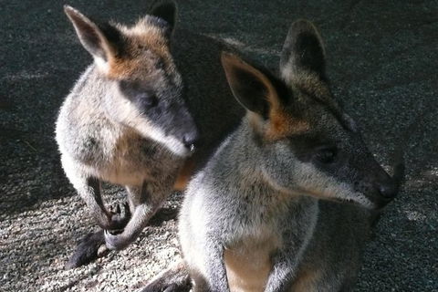 Private Guided Tour From Sydney To Blue Mountains National Park - eAccommodation 9