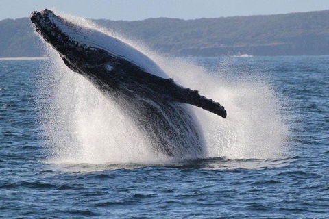Jervis Bay Whale Watching Tour - eAccommodation 0