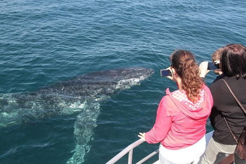 Jervis Bay Whale Watching Tour - eAccommodation 9
