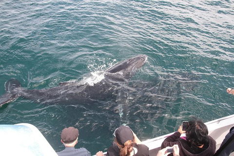 Jervis Bay Whale Watching Tour - eAccommodation 12