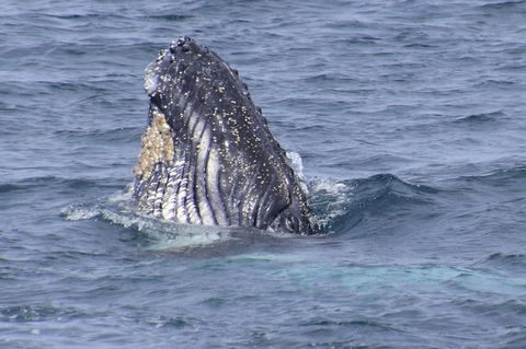 Jervis Bay Whale Watching Tour - eAccommodation 4
