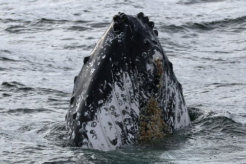 Jervis Bay Whale Watching Tour - eAccommodation 7