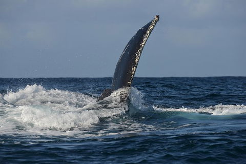 Jervis Bay Whale Watching Tour - eAccommodation 8
