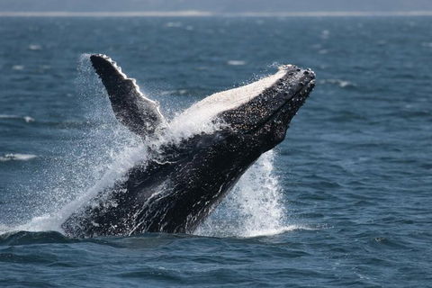Jervis Bay Whale Watching Tour - eAccommodation 10