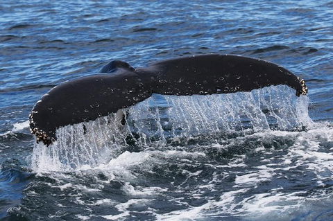 Jervis Bay Whale Watching Tour - eAccommodation 6