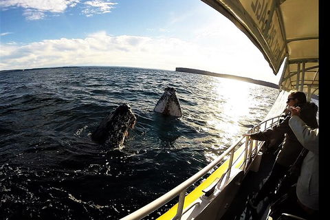 Jervis Bay Whale Watching Tour - eAccommodation 3