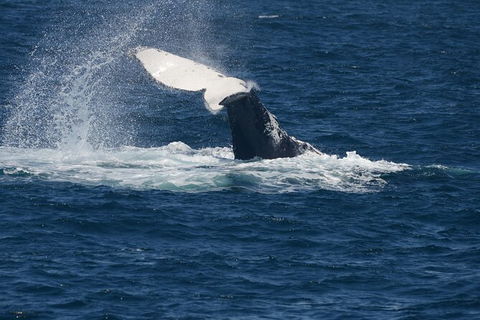 Jervis Bay Whale Watching Tour - eAccommodation 11