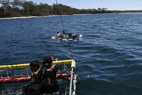 Jervis Bay Boom Netting And Dolphins Tour - eAccommodation 6