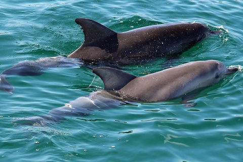Jervis Bay Boom Netting And Dolphins Tour - eAccommodation 13