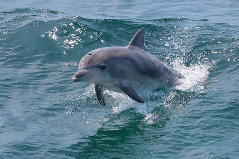 Jervis Bay Boom Netting And Dolphins Tour - eAccommodation 8