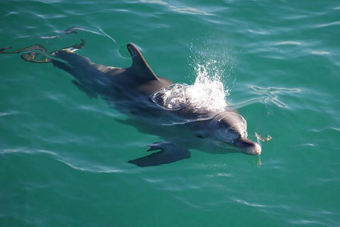 Jervis Bay Dolphin Watch Cruise - eAccommodation 6