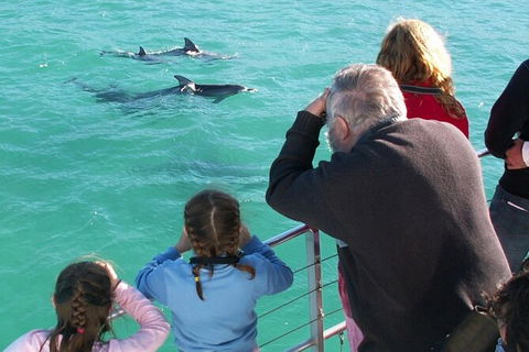 Jervis Bay Dolphin Watch Cruise - eAccommodation 4