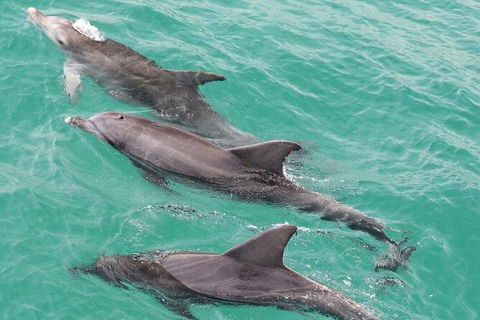Jervis Bay Dolphin Watch Cruise - eAccommodation 7